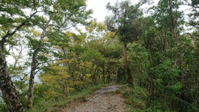 隨著秋天腳步將近，預計太平山國家森林遊樂區的台灣山毛櫸葉片於10月份將開始換新衣